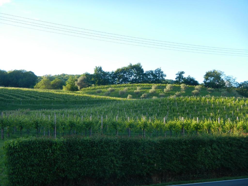 Sant'Andrea Agriturismo Con Cantina Martignago Vignaioli Asolo Prosecco Docg Wines Maser Exterior foto